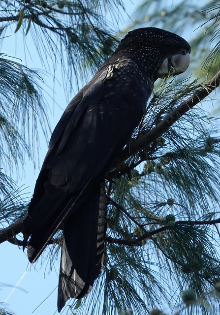 Red-tailed Black-Cockatoo – Calyptorhynchus banksii