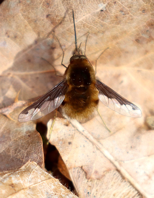 Dark edged Beefly (m) - Bombylius major