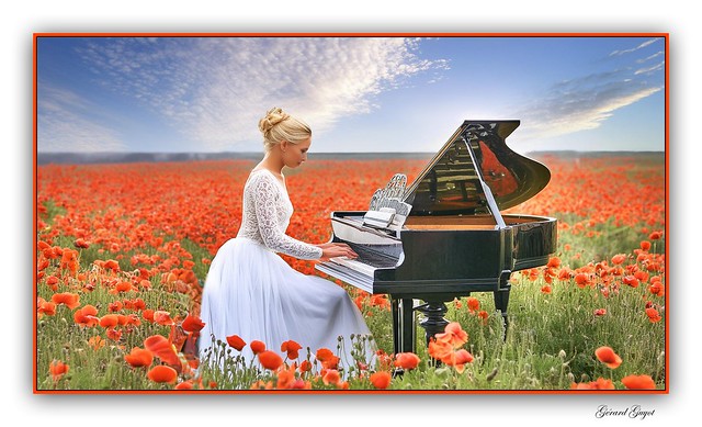 Poppies in music