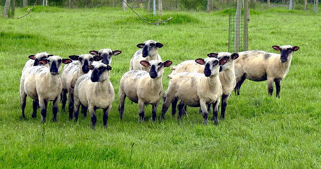 Troupeau de moutons Hampshire