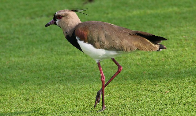 Southern Lapwing - Vanellus chilensis (3) F