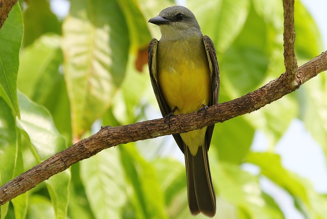 Tropical Kingbird - Tyrannus melancholicus (8) F