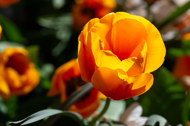 Skagit Valley Tulips 2024
