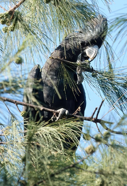 Red-tailed Black-Cockatoo – Calyptorhynchus banksii