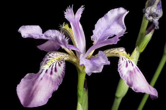 Iris milesii CC.3333 Baker ex Foster, Gard. Chron., n.s., 20: 231 (1883).