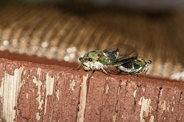 2021 Annual Cicadas Mating (Tibicen canicularis) 2