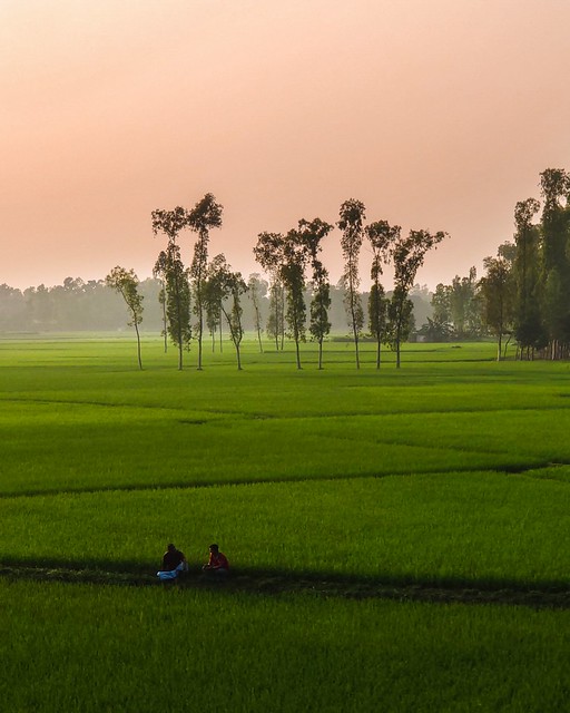 Green Paddy Field, Sirajgonj, Bangladesh