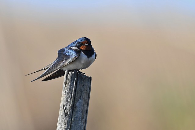 Hirondelle rustique . Hirundo rustica - Barn Swallow
