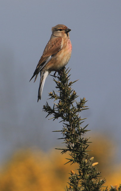 Cock Linnet on Gorse - Cleeve Common
