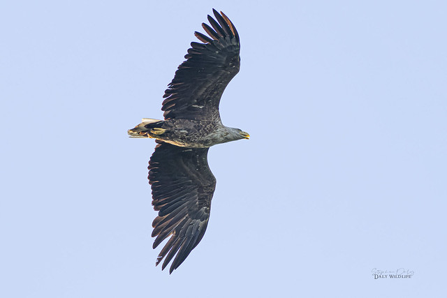 White-tailed Eagle (Haliaeetus albicilla) Adult flight Germany_3123jpg