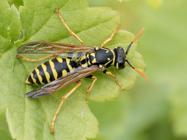 Franse veldwesp-European paper wasp (Polistes dominula)