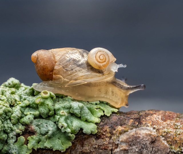 a tiny snail hitches a ride on a speedy one