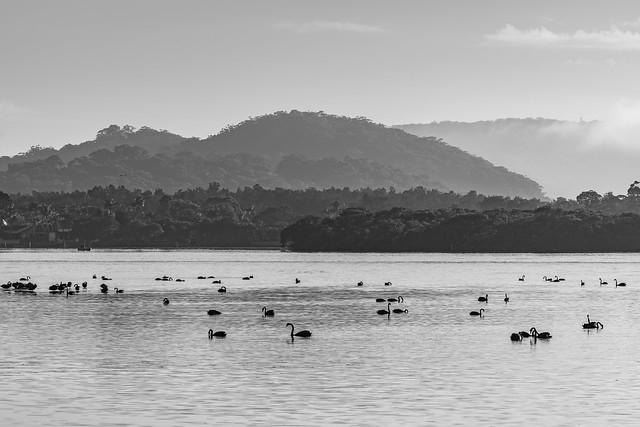 Hazy sunrise with black swans on the bay in monochrome