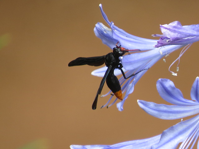 Wasp  /  Hornet    /  Perdeby