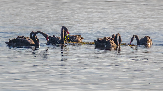 Sunrise with black swans on the bay