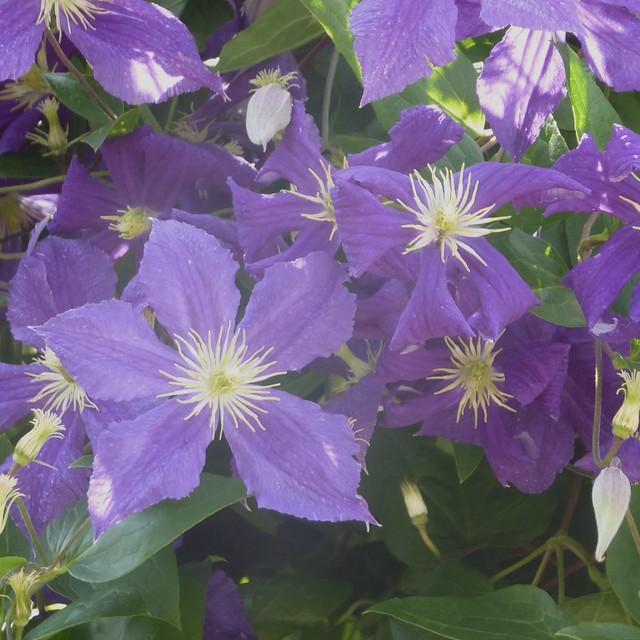 Wheaton, IL, Rathje Park, Clematis Flowers