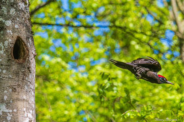 Pic-Noir mâle - Black Woodpecker (Dryocopus martius)