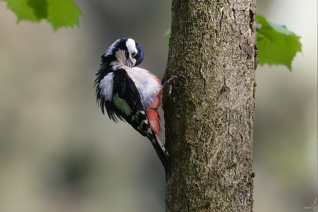Buntspecht - Great Woodpecker