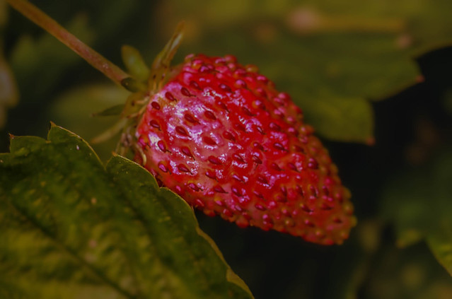 Bosaardbei / Forest strawberry