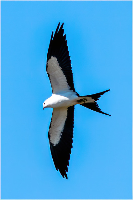 Swallowtail Kite ( Flyby )