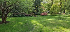 Isabella plantation, Richmond Park