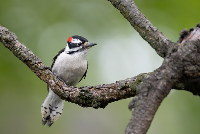 Downy Woodpecker on a Branch