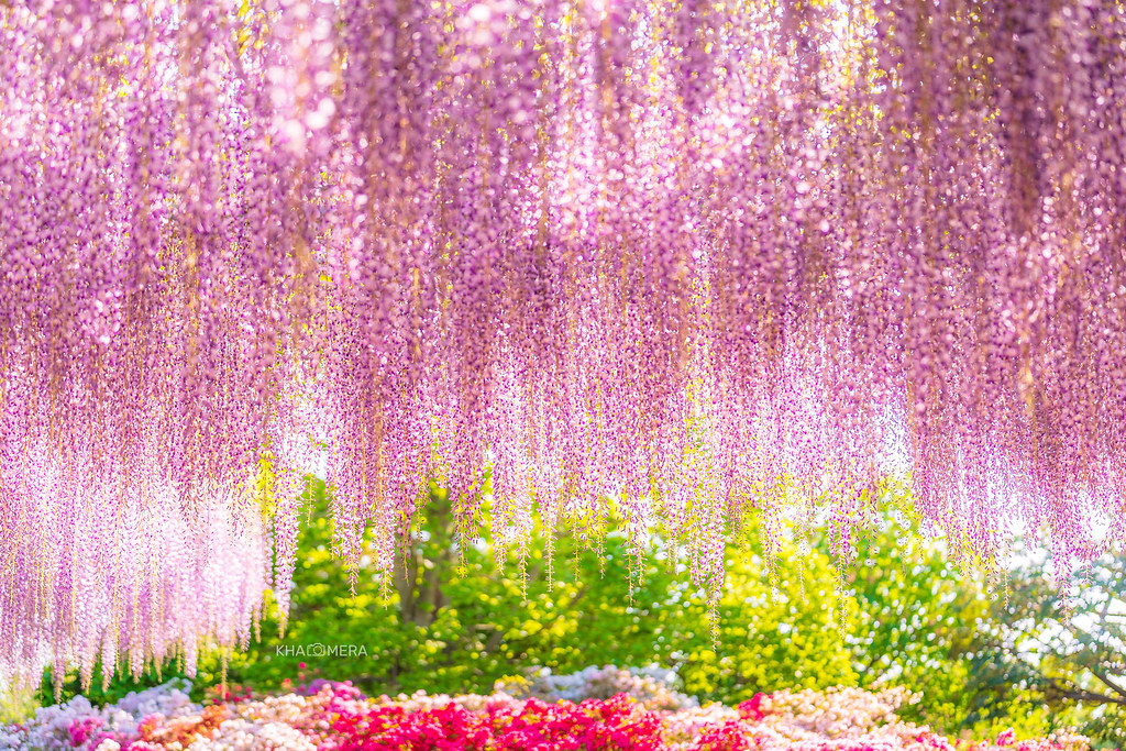 Wisteria at Ashikaga Flower Park