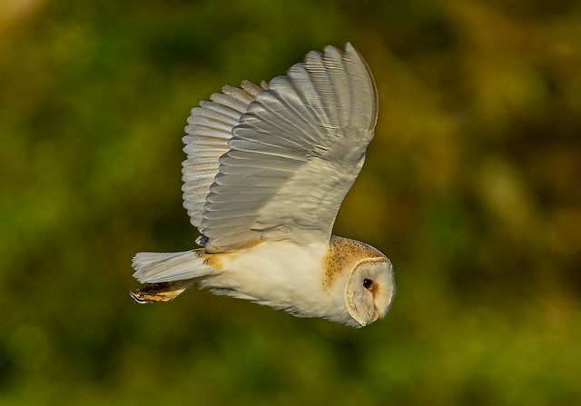 Barn owl in flight. Against the backdrop of trees in beautiful evening light.