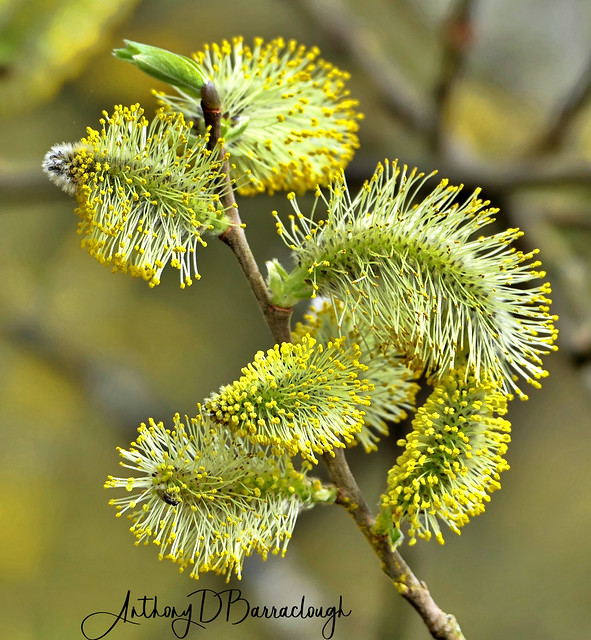 Pussy Willow Catkins 545c-1