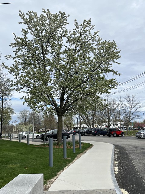 Spring Tree - Photo Taken by STEVEN CHATEAUNEUF On April 29, 2024