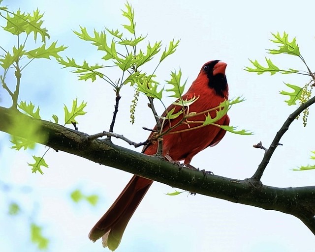 Cardinal - Pennsylvania