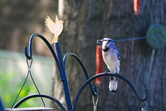 the #bluejay registers a complaint - please talk to the squirrel department sir