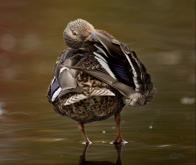Canard Colvert . / Mallard Duck.  ( F ) .