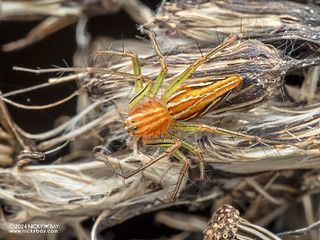 Lynx spider (Oxyopes sp.) - P3091919