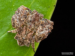 Crab spider (Stephanopis sp.) - P3126638