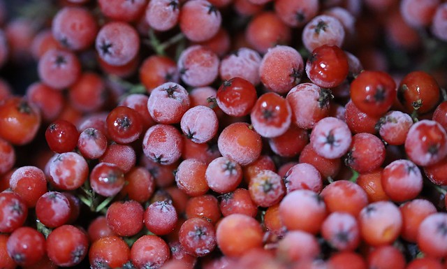 Sorbes, Rowan Berries