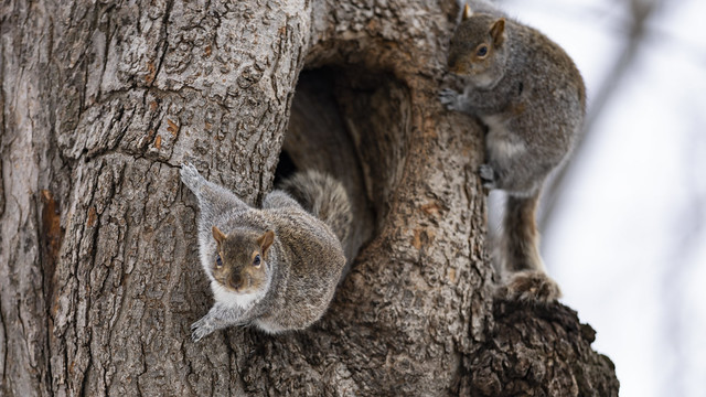 Deux Écureuils gris
