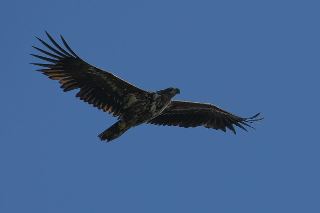Havørn, White-tailed eagle, Seeadler, Havsörn (Haliaeetus albicilla)-7110