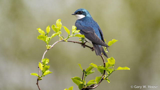 Patuxent is the Place for Tree Swallows