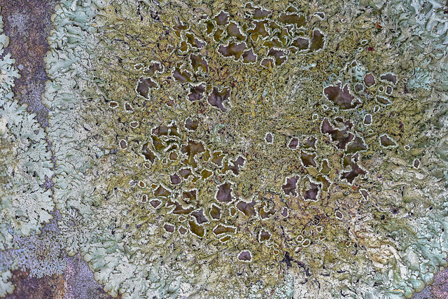 Peppered Rock Shield Lichen