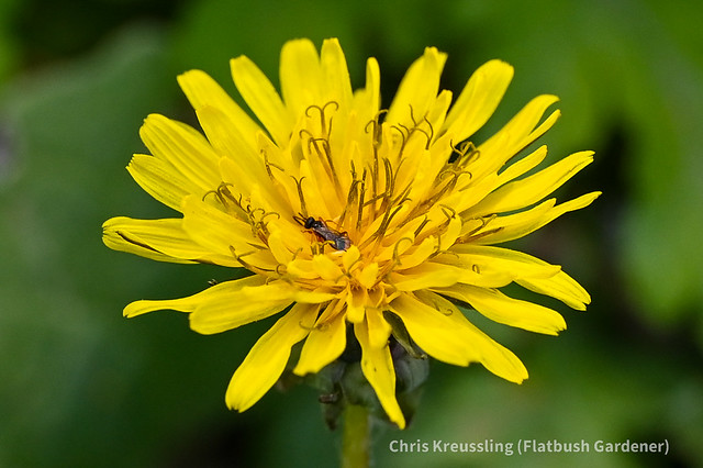 NOID tiny wasp (Ichneumonoidea) visiting Taraxacum flowers