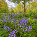 			Steve Samosa Photography posted a photo:	Carr lane woods bluebells
