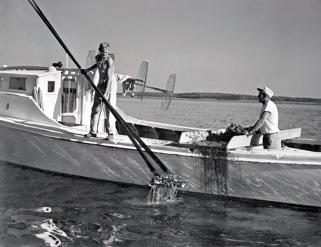 Oyster buyboat on the Chesapeake Bay, Maryland, c. 1954
