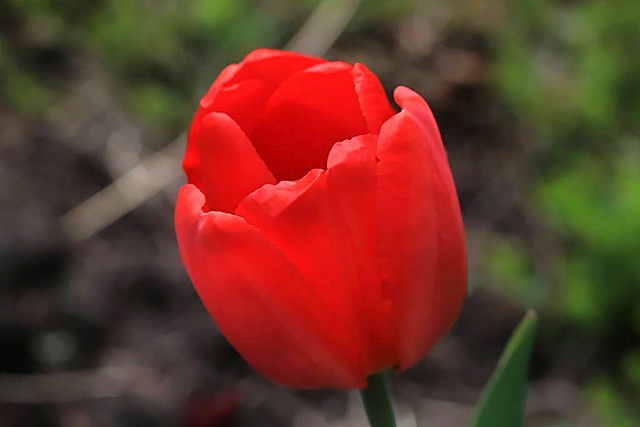 2024 Red Tulip 001