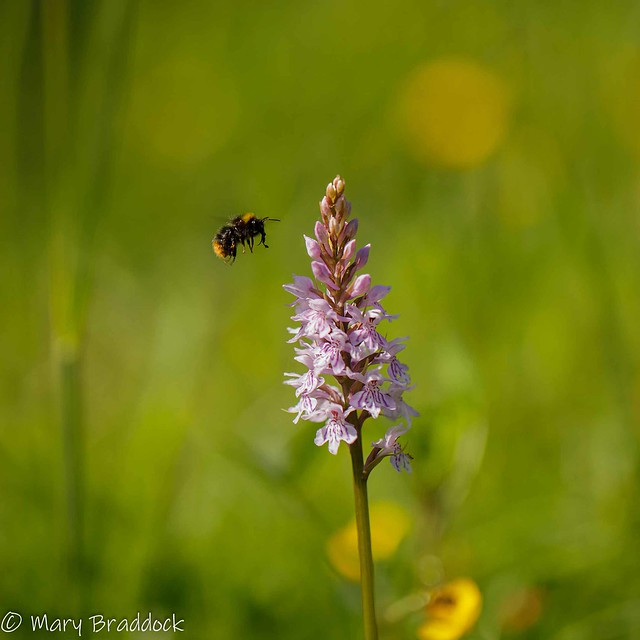 Bee and common spotted orchid