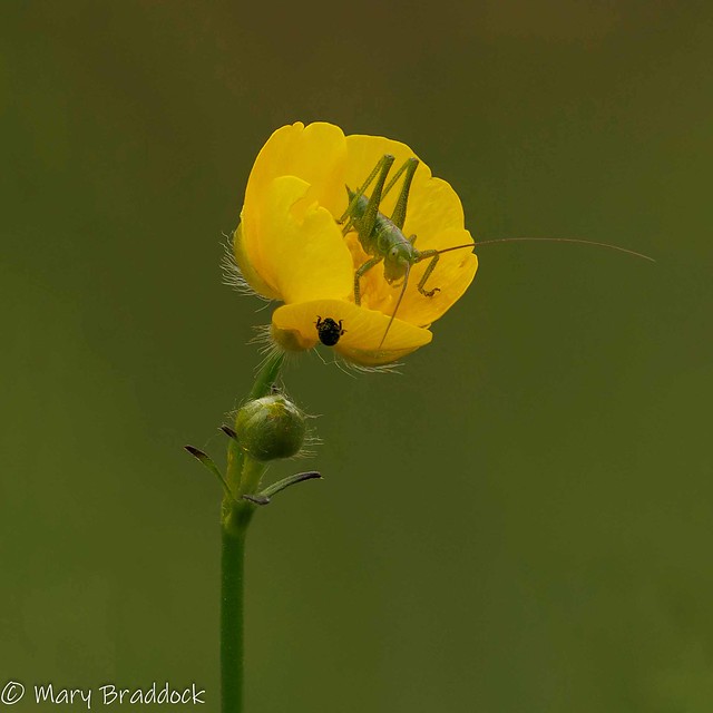 Meadow grasshopper instar