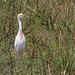 Flickr photo 'Cattle Egret (Bubulcus ibis)' by: Mary Keim.