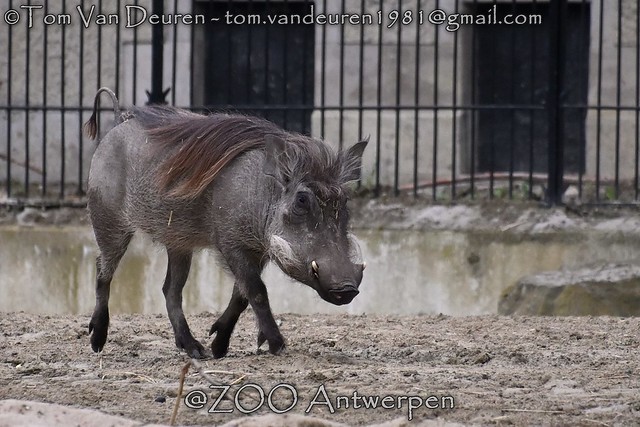 Wrattenzwijn - Phacochoerus africanus - warthog
