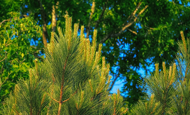Emerald Spires: The Resilience of Atlanta's Suburban Pines