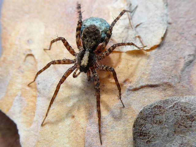 Pardosa saltans - Pardose forestière, araignée loup (FR) - Wolf spider (UK) - Wolfspinne (DE)